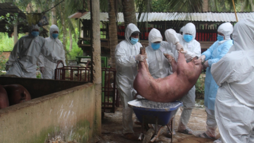 Ben Tre province hit with fresh outbreak of African swine fever